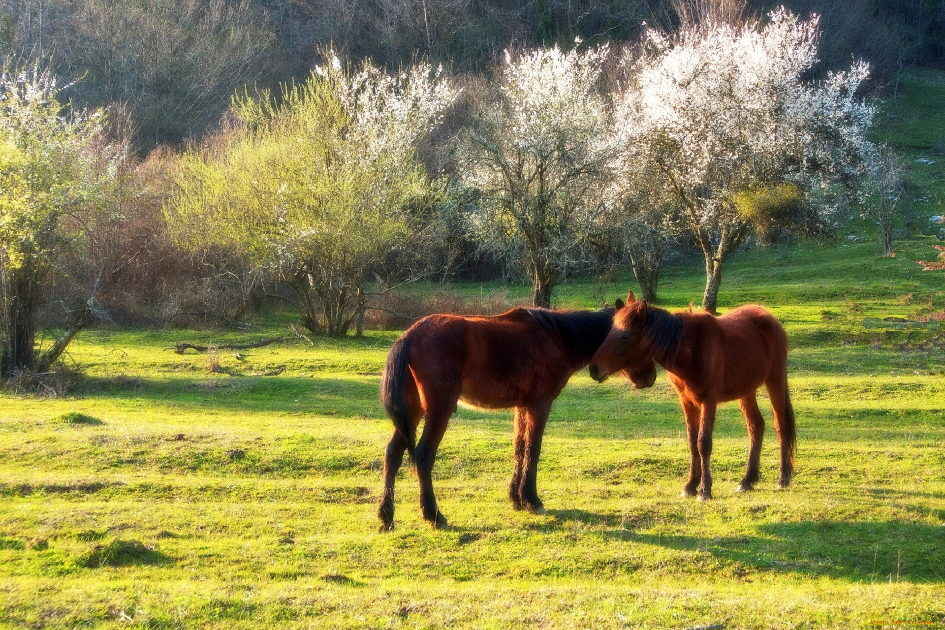 Spring horse. Красивые пейзажи с лошадьми. Картинки на рабочий стол лошади. Лошадь весной. Кони пасутся.